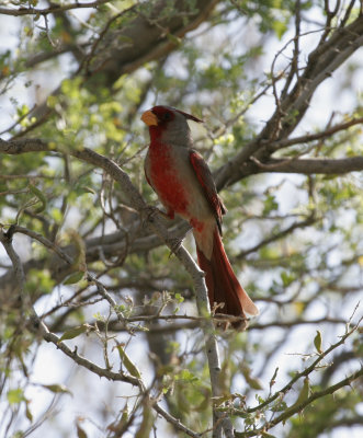 Pyrrhuloxia