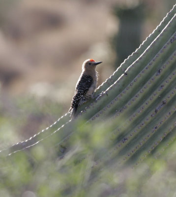 Gila Woodpecker