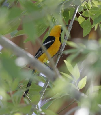 Hooded Oriole