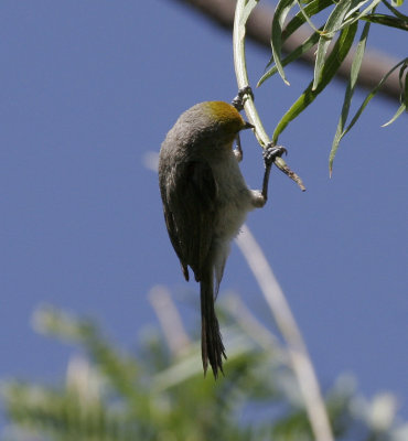 Verdin