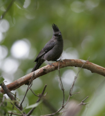 Phainopepla