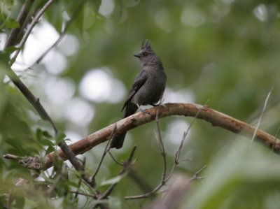 Phainopepla