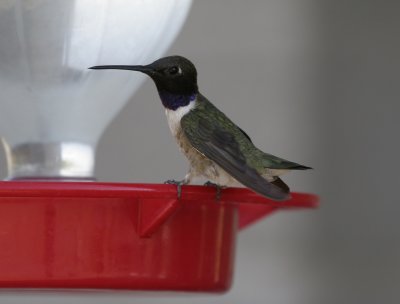 Black-chinned Hummingbird