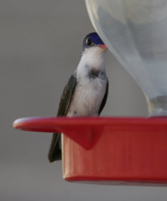 Violet-crowned Hummingbird