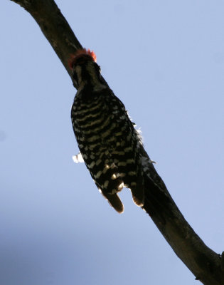 Ladder-backed Woodpecker