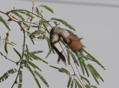 Common Ground-Dove