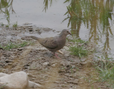 Common Ground-Dove