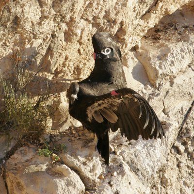 California Condor