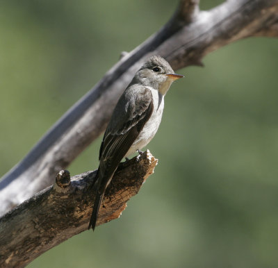 Western Wood-Pewee