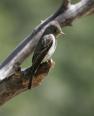 Western Wood-Pewee