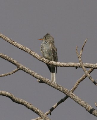 Greater Pewee