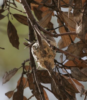 Black-chinned Hummingbird on nest
