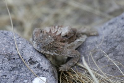 Regal Horned Lizard