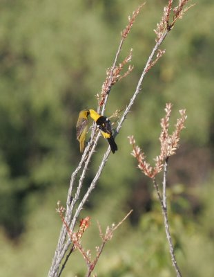 Hooded Orioles