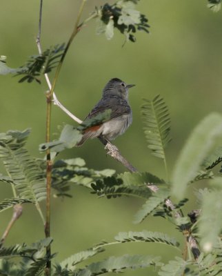 Lucy's Warbler