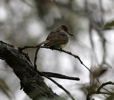 Dusky-capped Flycatcher