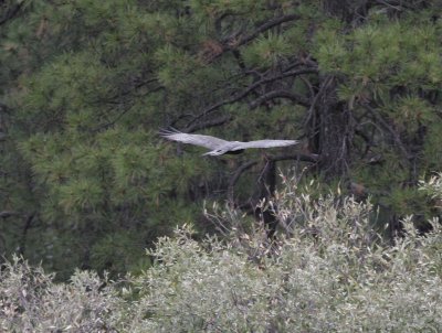 Zone-tailed Hawk