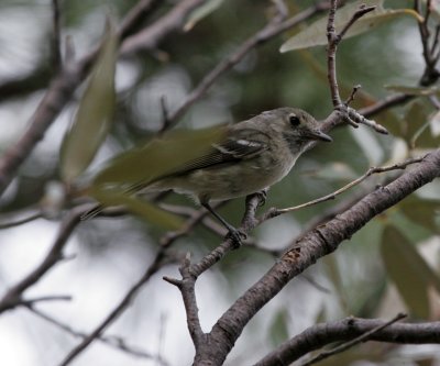 Hutton's Vireo