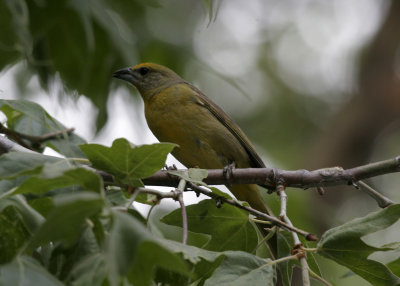 Hepatic Tanager (female)
