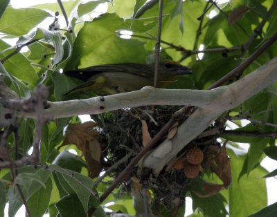 Hepatic Tanager on nest