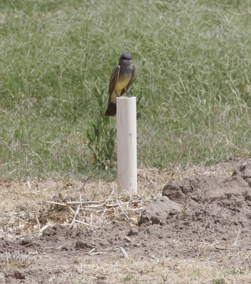 Cassin's Kingbird