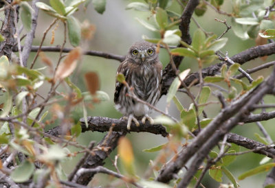 Northern Pygmy-Owl fledgling