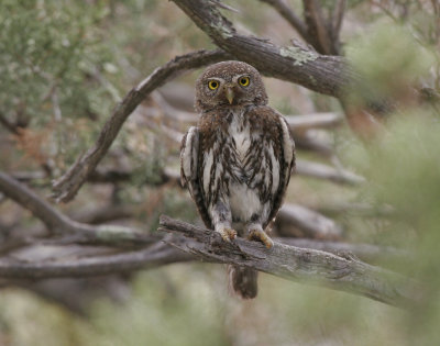 Northern Pygmy-Owl