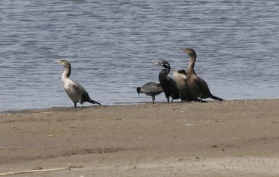 Double-crested and Neotropic Cormorants