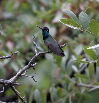 Magnificent Hummingbird