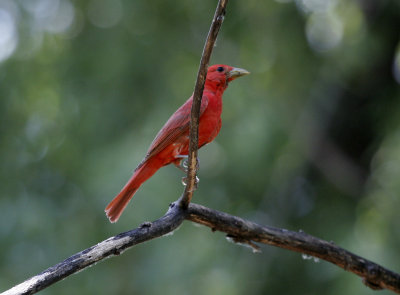 Summer Tanager