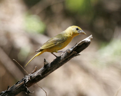 Summer Tanager (female)