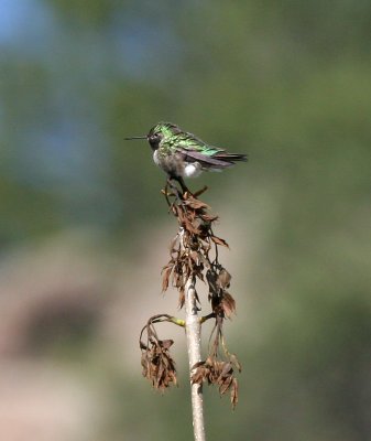 Broad-tailed Hummingbird