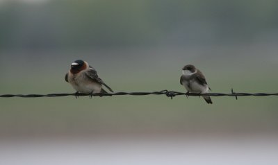 Cliff and Bank Swallows