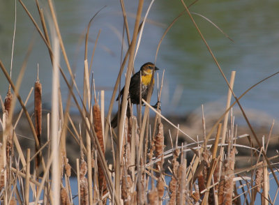 Yellow-headed Blackbird (female)