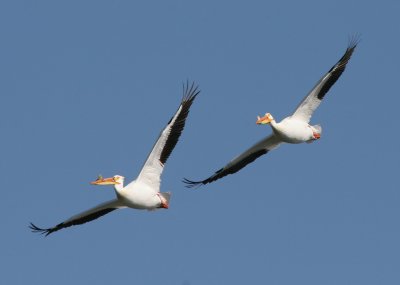 American White Pelican