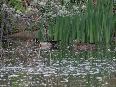 Wood Duck pair