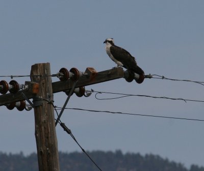 Osprey