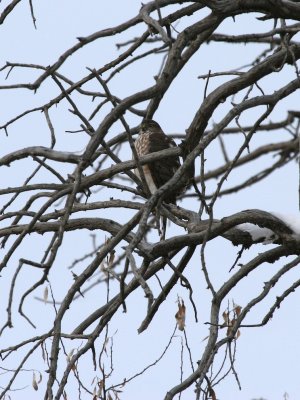 Sharp-shinned Hawk