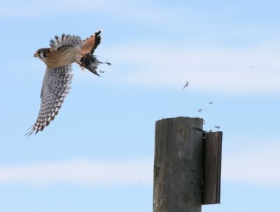 American Kestrel