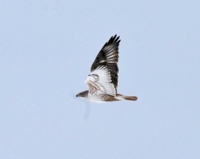 Ferruginous Hawk