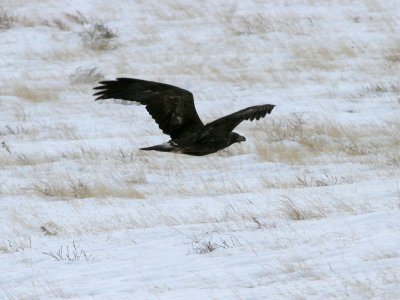 Golden Eagle