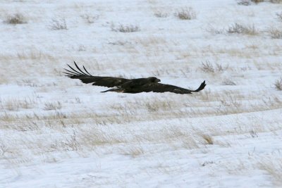 Golden Eagle