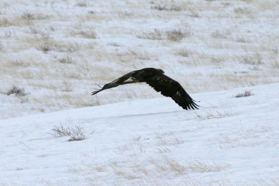 Golden Eagle