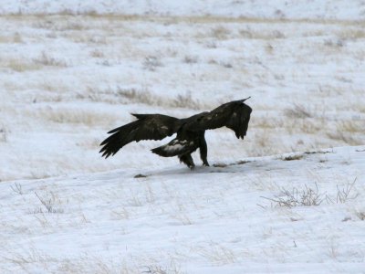Golden Eagle