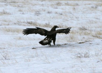Golden Eagle