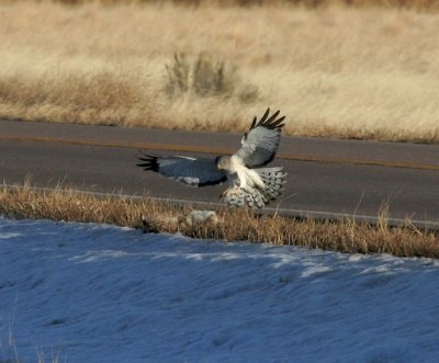 Northern Harrier