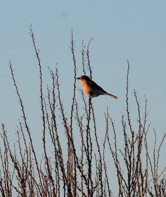 Northern Shrike