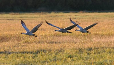 Sandhill Crane