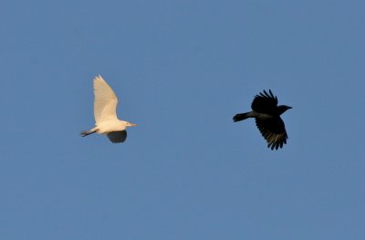 Cattle Egret chasing American Crow