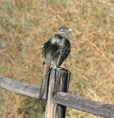 Greater Roadrunner